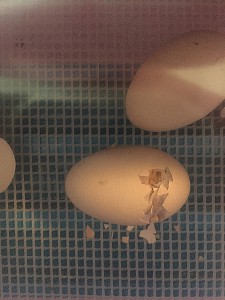 Mit dem Eizahn pickt das Küken sich aus dem Ei!