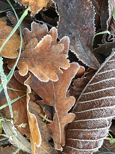 malerischer Frost im Laub